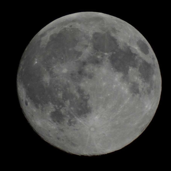 DogMeadow_Moon