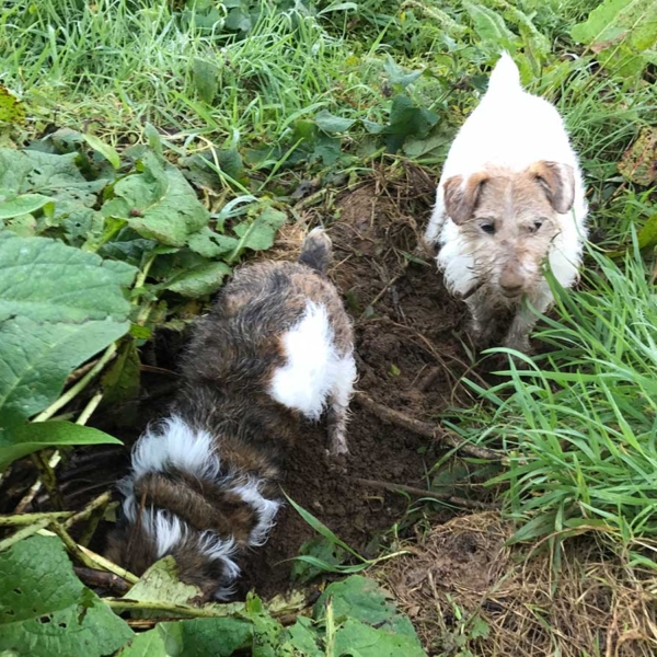 DogMeadow_MuddyDogs