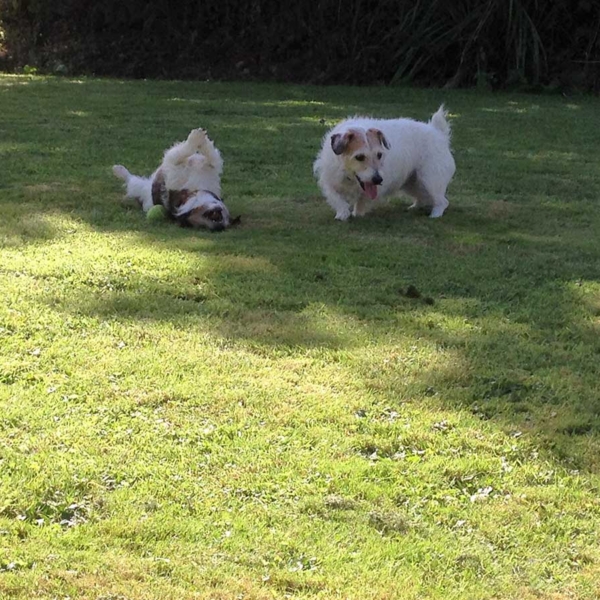 DogMeadow_Rolling