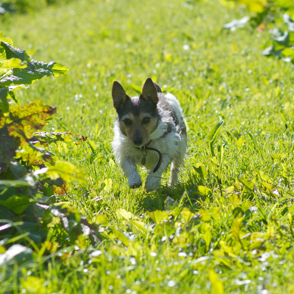 SecureDogMeadow_Bella