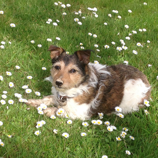SecureDogMeadow_BellaDaisy