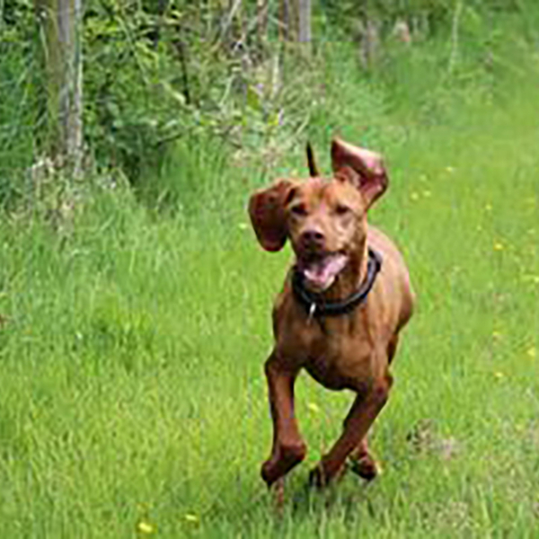 SecureDogMeadow_Jasper