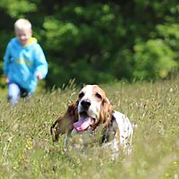 SecureDogMeadow_Marshalls