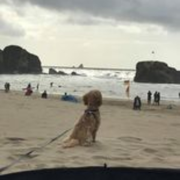 PerranporthBeach_Lola_SeaGazing